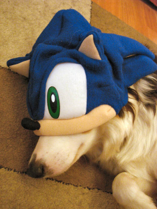 A dog in a Sonic hat