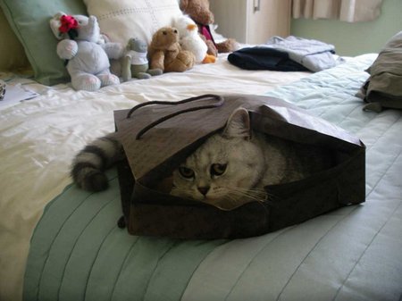 neils-cat